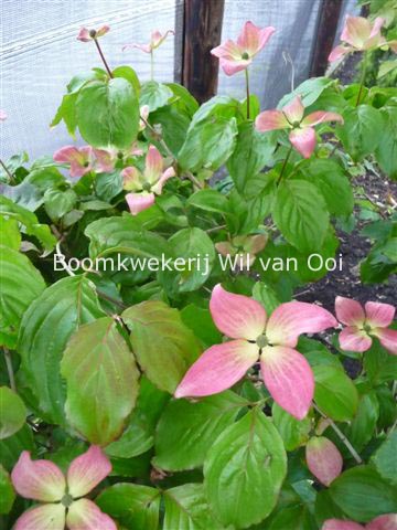 Cornus kousa 'Satomi Compact'