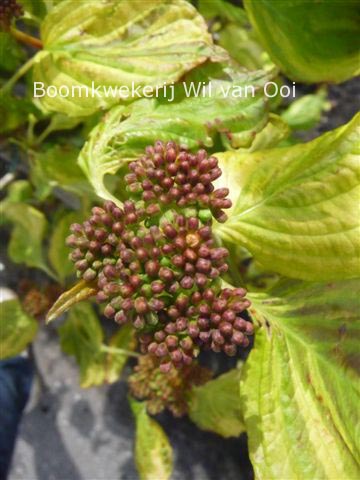 Cornus alternifolia 'Yellow Spring'
