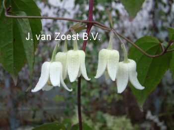 Clematis 'Winter Beauty'