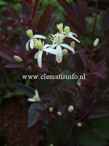 Clematis 'Velvet Night'