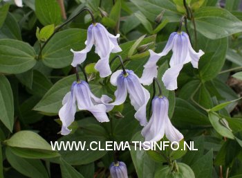 Clematis 'Zotwi' (TWINKLE)