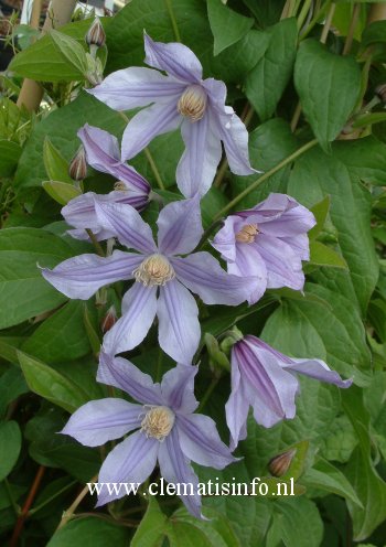 Clematis 'Zostarri' (STAR RIVER)