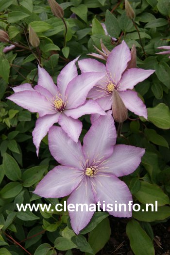 Clematis 'Zoklaku' (MORNING STAR)