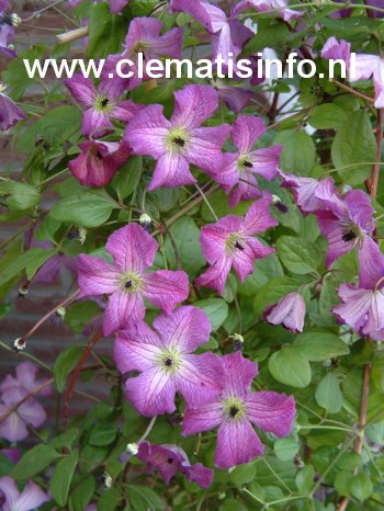 Clematis 'Zolibe' (I AM A LITTLE BEAUTY)