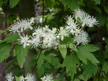 Clematis apiifolia (88909)
