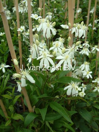 Clematis angustifolia (88910)