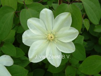 Clematis 'Mary-Claire' (88950)