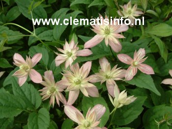 Clematis 'Marjorie'