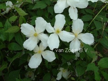 Clematis montana grandiflora