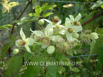 Clematis 'Grace' (88971)