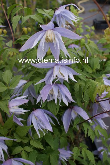 Clematis 'Eximia' (88979)