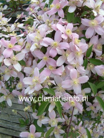 Clematis 'East Malling'