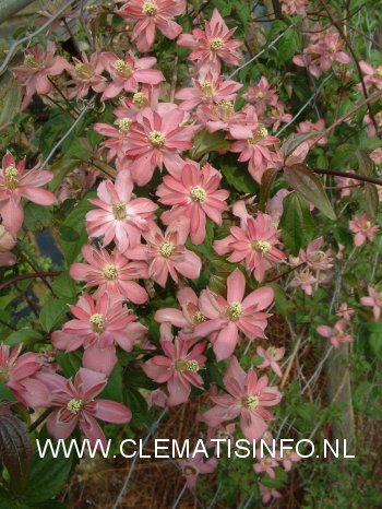 Clematis 'Broughton Star' (88986)