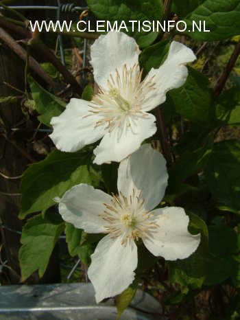 Clematis 'Alexander' (88998)