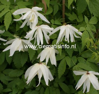 Clematis 'Albina Plena'