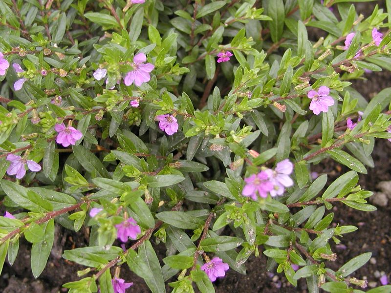 Cuphea hyssopifolia