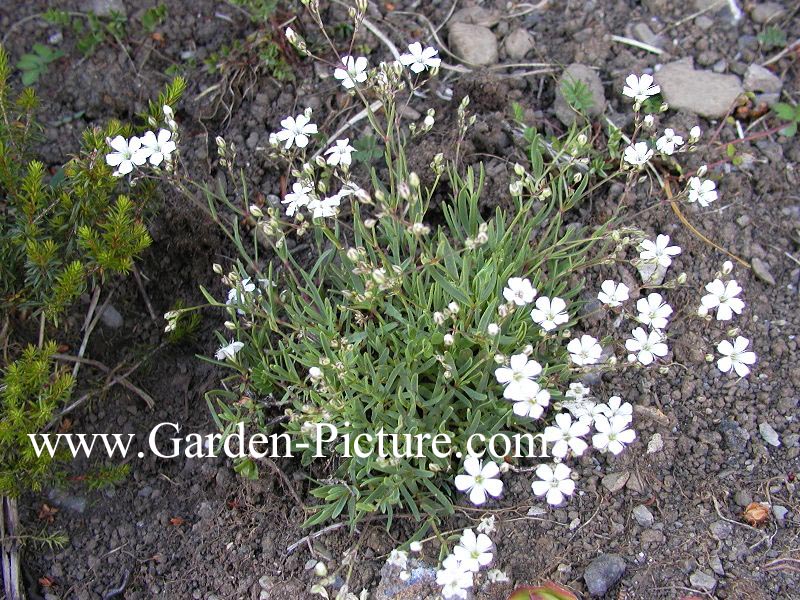 Gypsophila repens