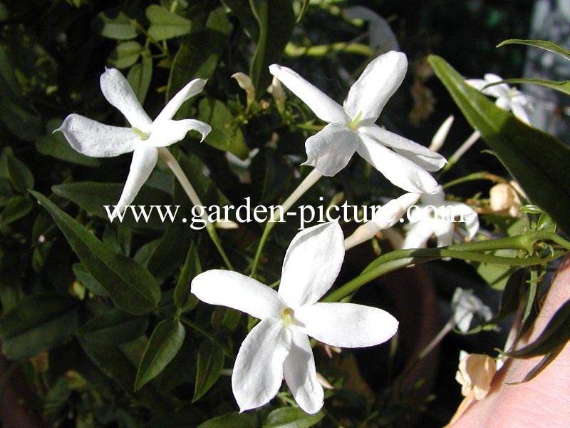 Jasminum officinale