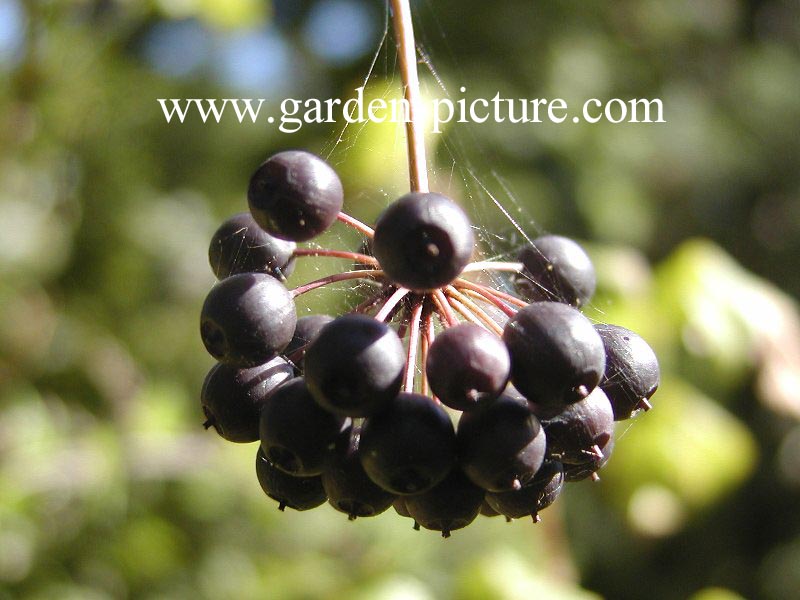 Lespedeza buergeri