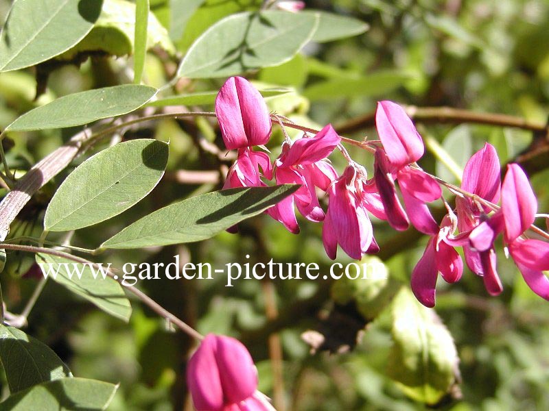 Lespedeza buergeri