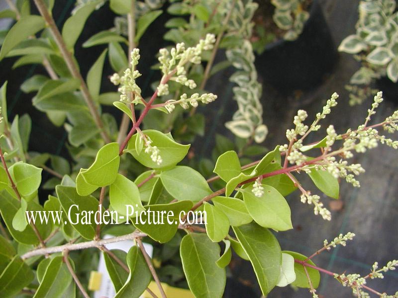 Ligustrum japonicum 'Texanum'