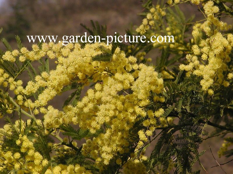 Acacia dealbata