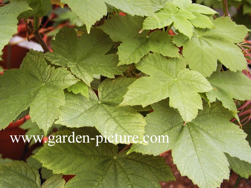 Acer pseudoplatanus 'Eskimo Sunset'