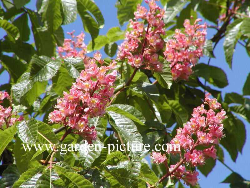 Aesculus carnea 'Briotii'