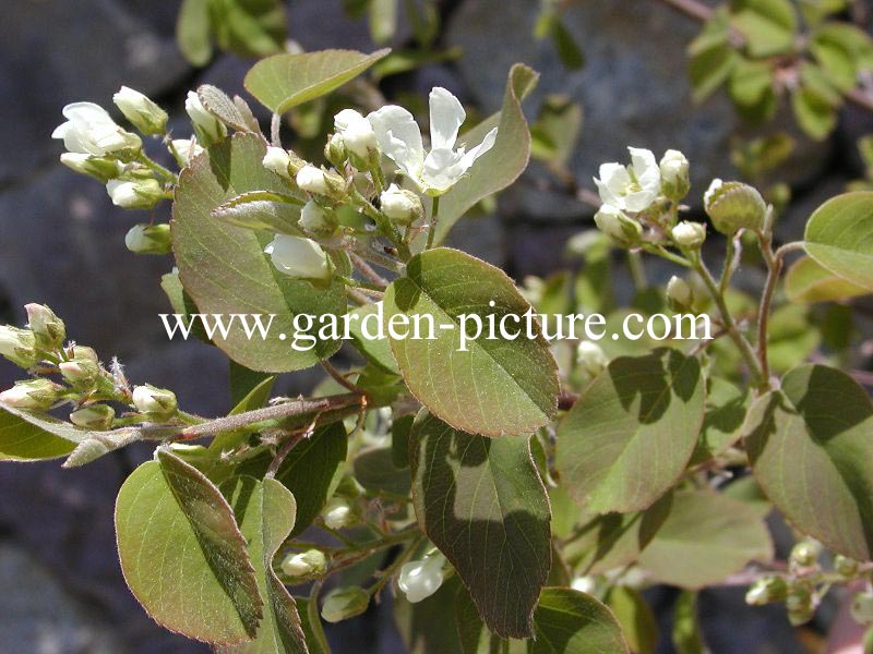 Amelanchier ovalis 'Helvetia'