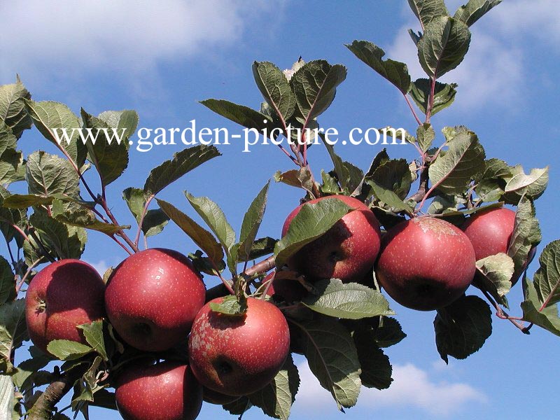 Malus domestica 'Gloster'