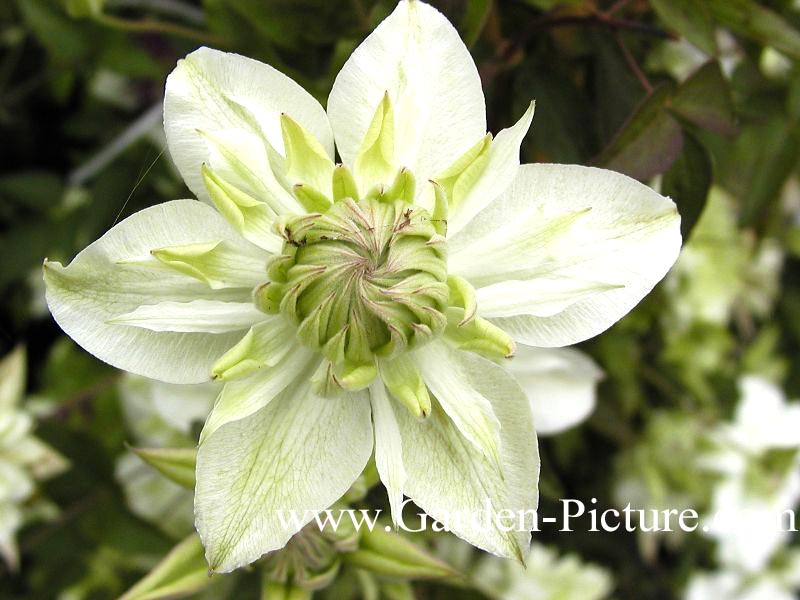 Clematis florida 'Alba Plena'