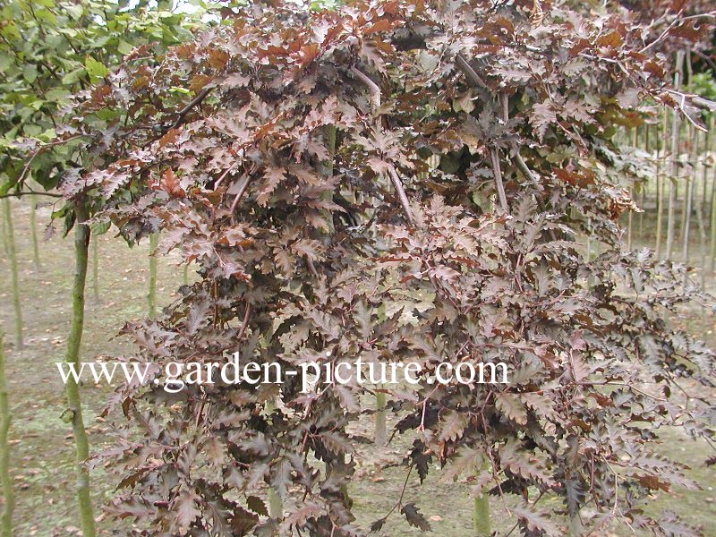 Fagus sylvatica 'Rohan Weeping'