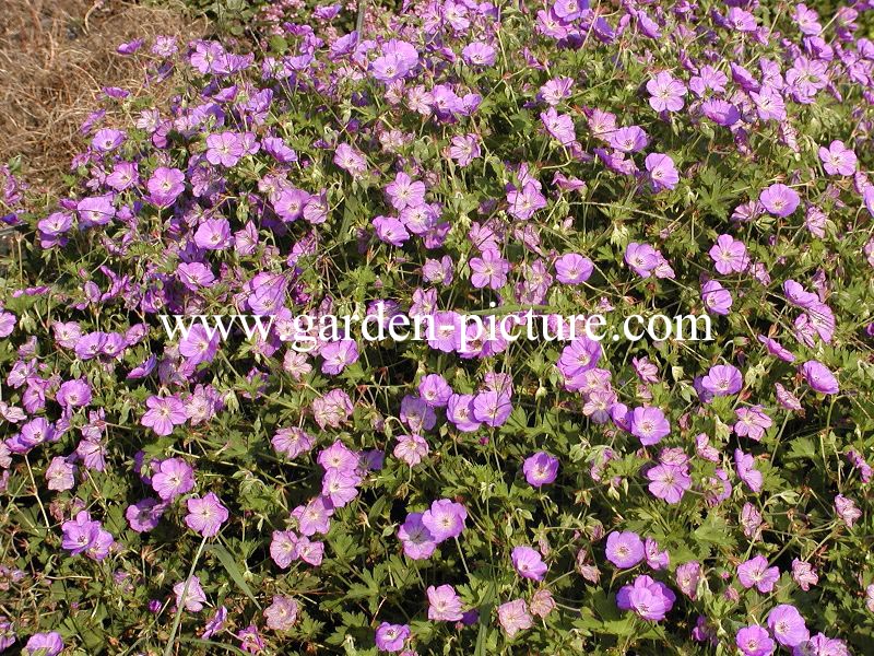 Geranium 'Rozanne'