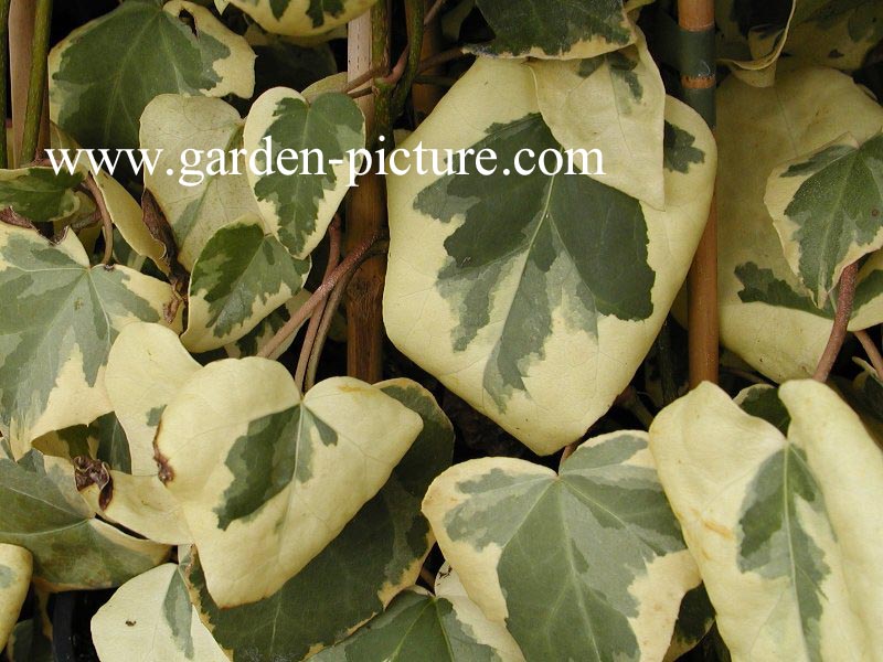 Hedera colchica 'Dentata Variegata'