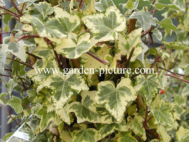 Hedera helix 'Glacier'