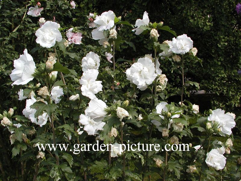 Hibiscus syriacus 'Jeanne d'Arc'