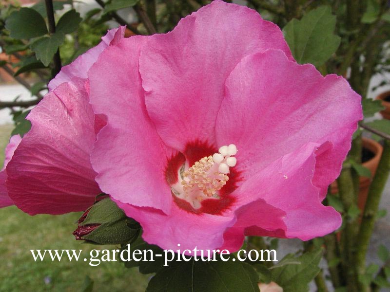 Hibiscus syriacus 'Flogi' (PINK GIANT)
