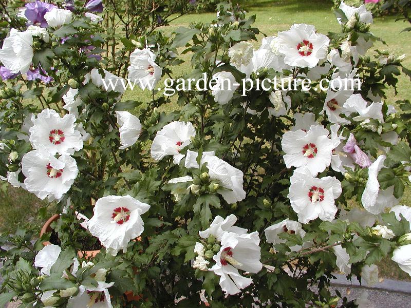 Hibiscus syriacus 'Red Heart'