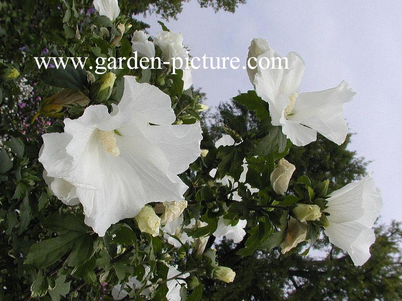 Hibiscus syriacus 'Totus Albus'