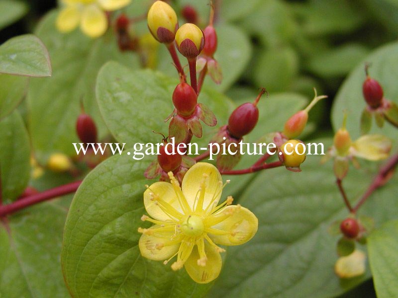 Hypericum inodorum 'Rheingold'