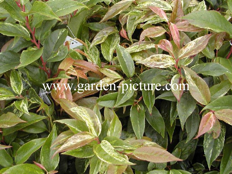 Leucothoe fontanesiana 'Rainbow'