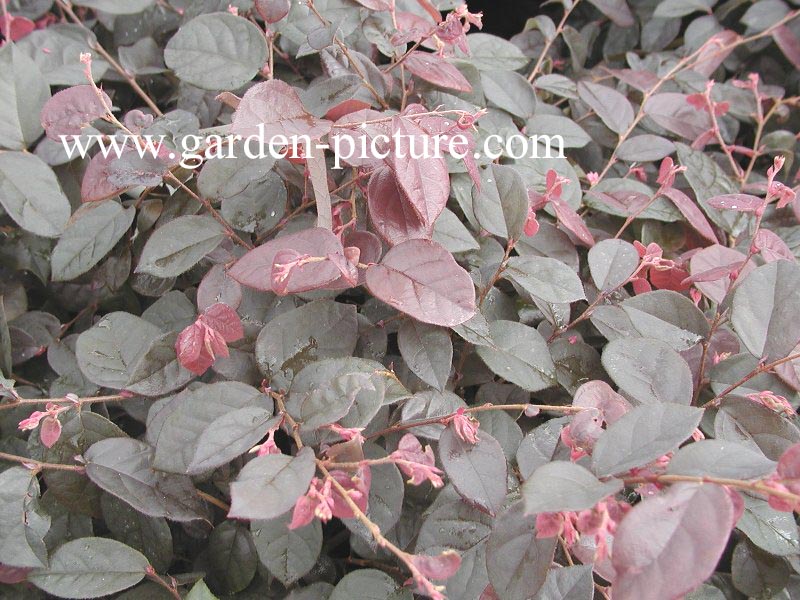 Loropetalum chinense 'Fire Dance'