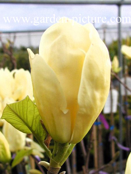 Magnolia 'Fei Huang' (YELLOW RIVER)