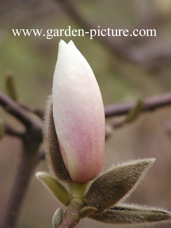 magnolia sayonara