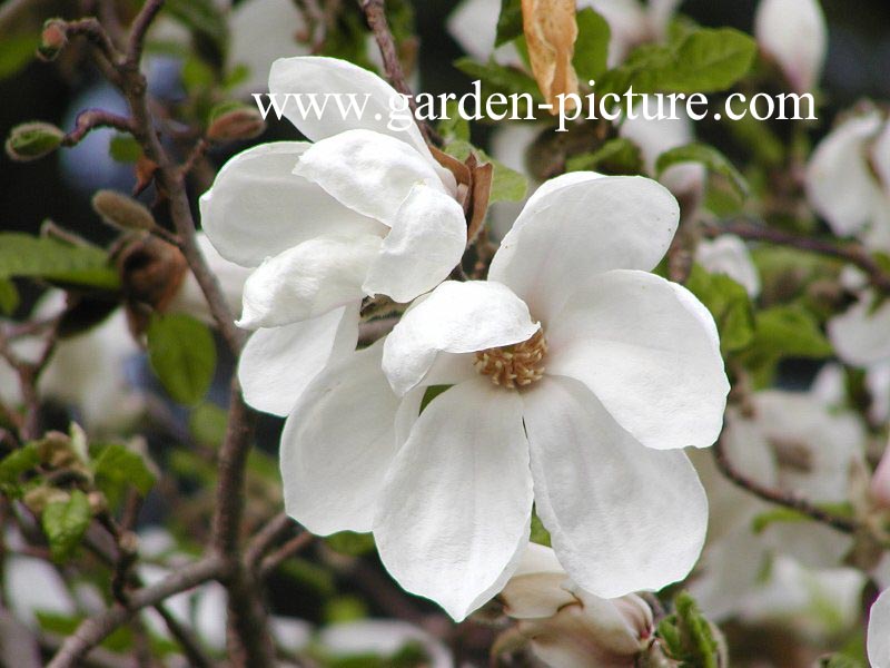 Magnolia 'Norman Gould'