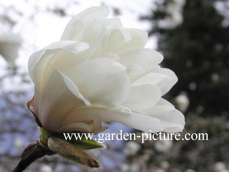 Magnolia loebneri 'Ballerina'