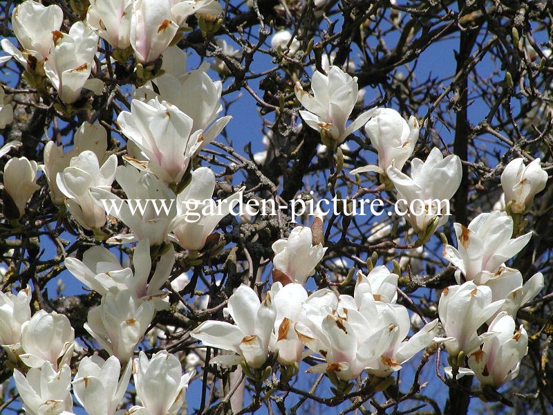 Magnolia soulangeana 'Alba Superba'