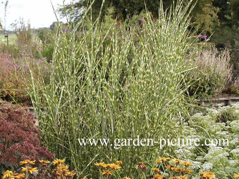 Miscanthus sinensis 'Zebrinus'