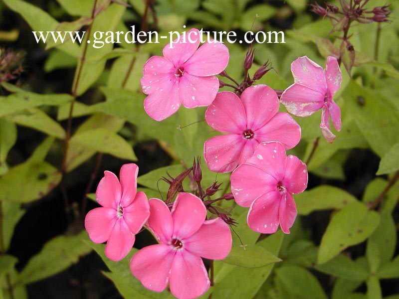 Phlox paniculata 'Rijnstroom'