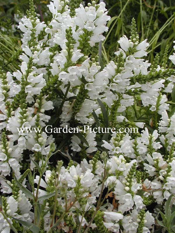 Physostegia virginiana 'Summer Snow'